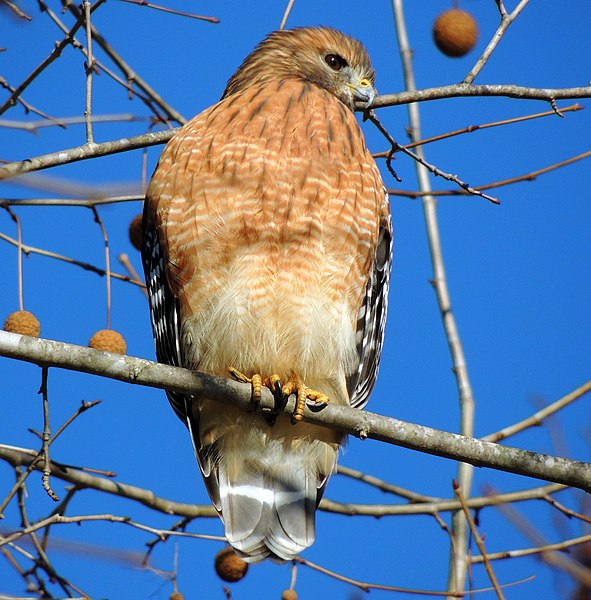 File:Red-Shouldered Hawk. 12-18-13.8.jpg