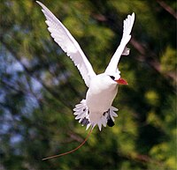 Red-tailed Tropicbird3.jpg