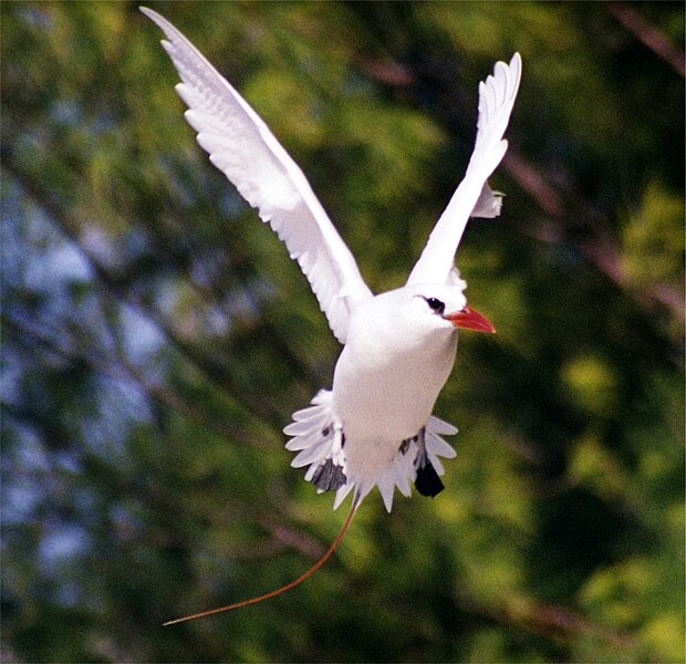 File:Red-tailed Tropicbird3.jpg