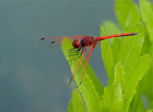 Red-veined Dropwing (Trithemis arteriosa) male (13781062855).jpg