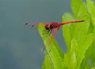 <i>Trithemis arteriosa</i> Species of dragonfly
