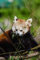 Red Panda (17016698900).jpg