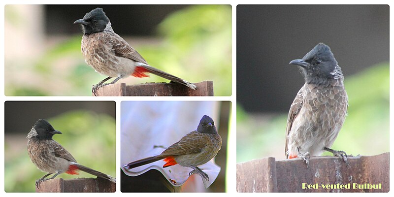 File:Red vented bulbul.jpg