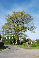 Reecke Eiche Naturdenkmal.jpg