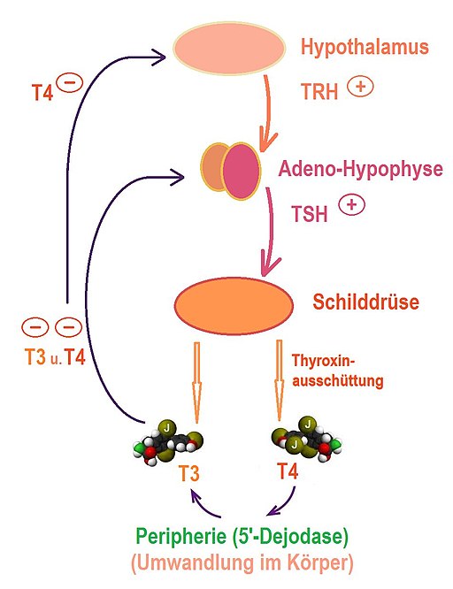 Regulation der Funktion der Schilddrüse