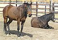 usually if horses in a herd lay down, some will remain standing to "guard" the rest of the herd