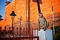 Male Rhesus macaque in Agra Fort, Agra, Uttar Pradesh