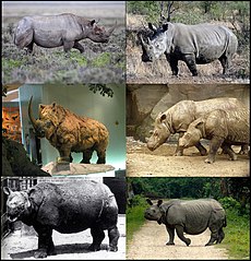Rhinocerotidae-01.jpg