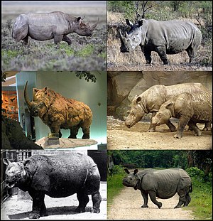 Rhinocerotidae-01.jpg