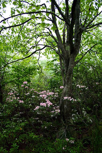 File:Rhododendren and tree - West Virginia - ForestWander.jpg