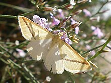 Rhodometra sacraria Tarrega.jpg