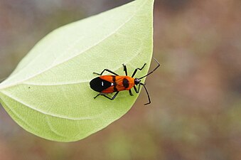 Leptocoris} sp nymph