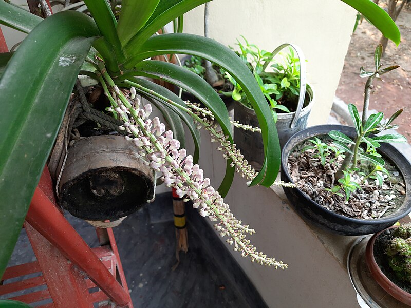 File:Rhynchostylis retusa buds 7.jpg