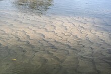 Modern asymmetric ripples developed in sand on the floor of the Hunter River, New South Wales, Australia. Flow direction is from right to left. Ripples mcr1.JPG