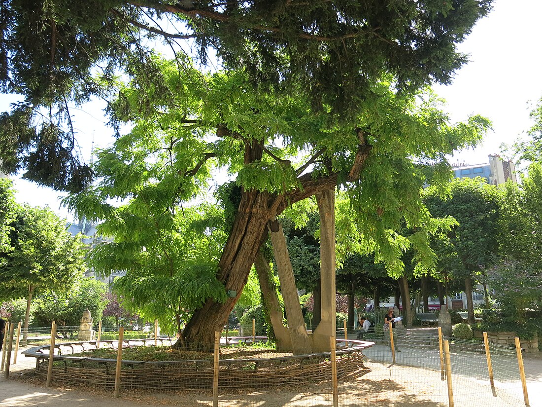 Robinier du square René-Viviani