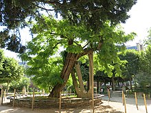 Il più antico albero di acacia ancora esistente a Parigi, piantato nel 1601 da Jean Robin in Place René Viviani. È l'albero più antico di Parigi, nonché il più antico esemplare di acacia d'Europa. È sostenuto da tre pilastri in cemento, visibili nella foto.