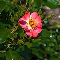 * Nomination Rosa ' Relax ' Flower. --Agnes Monkelbaan 15:23, 19 July 2018 (UTC) * Promotion  Support Good quality. --XRay 16:28, 19 July 2018 (UTC)