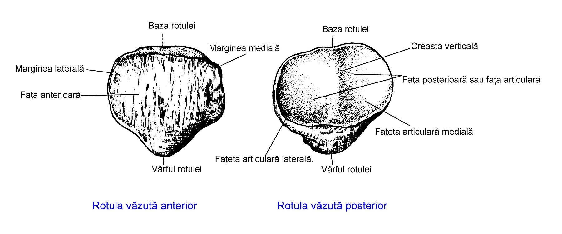 Латеральная фасетка