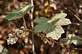 Rubus clinocephalus