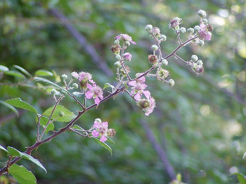 File:Rubus ulmifolius flowers.jpg