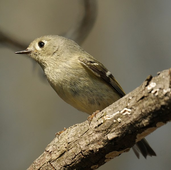 File:Ruby-Crowned Kinglet (4511489427).jpg