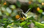 Thumbnail for File:Ruby-throated hummingbird in Central Park (54139).jpg