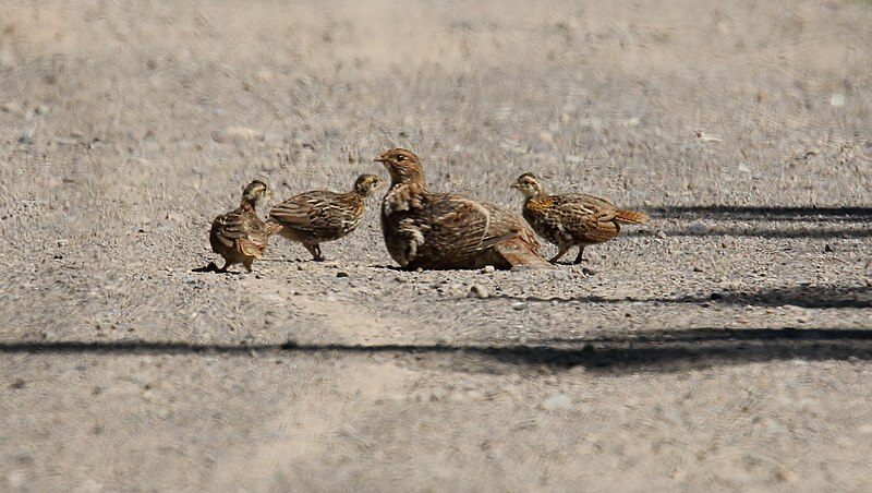 File:Ruffed Grouse (Bonasa umbellus) (42162182580).jpg