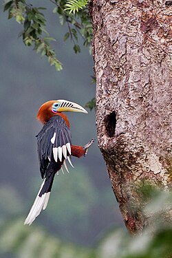 Kiilasarvinokka (Aceros nipalensis)