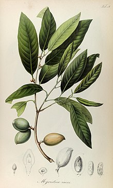 Rumphia, sive, Түсініктемелер botanicæ¦ imprimis de plantis Indiæ¦ Orientalis (8330568366) .jpg