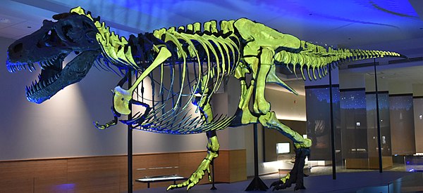 Highlighted green are the real fossilized bones. The real skull is displayed separately.