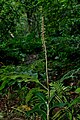 Goodyera fumata