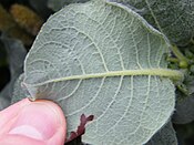 Salix lanata leaf lower view.JPG