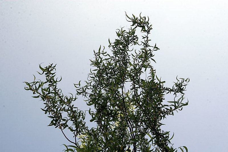 File:Salix matsudana Tortuosa 7zz.jpg