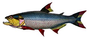 <i>Salminus</i> Genus of freshwater fish