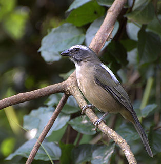 Green-winged saltator Species of bird