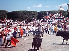 Youths with bulls at the Sanmiguelada