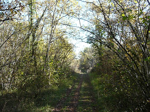 Waldweg auf dem Causse de Savignac