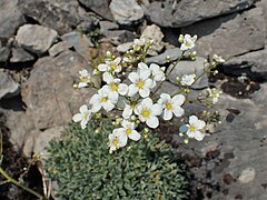 Saxifraga albă (Saxifraga paniculata)