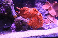 Scarlet frogfish-Antennarius coccineus BK.jpg