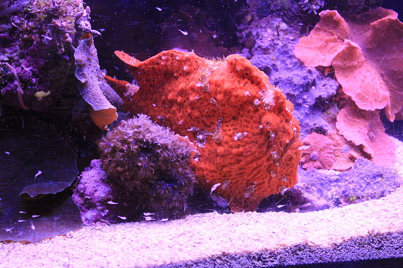 File:Scarlet frogfish-Antennarius coccineus BK.jpg