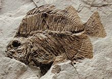 Scatophagus frontalis fossil Scatophagus frontalis.JPG
