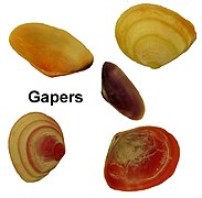 Gapers