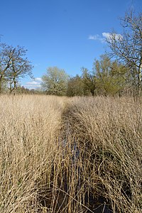 Schleswig-Holstein, Lunden, Landschaftsschutzgebiet und Naturerlebnisraum NIK 5784.jpg