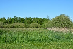 Schleswig-Holstein, Nordhastedt, Fieler Moor NIK 0667.JPG