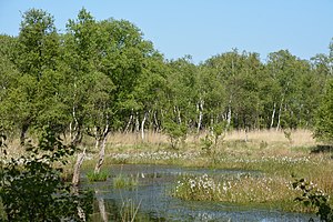 Schleswig-Holstein, Welmbüttel, Welmbütteler Moor NIK 6858.jpg