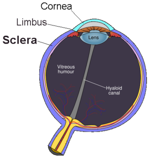 Anatomy of the human eye Sclera.PNG