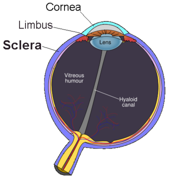 Sclera