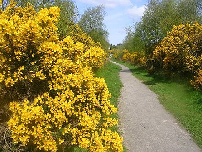 How to get to Scotstown Moor with public transport- About the place