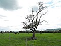 Thumbnail for File:Scraggy hawthorn tree - geograph.org.uk - 3009480.jpg