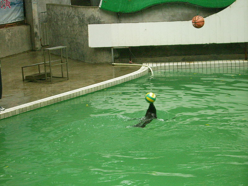 File:Sea Lion - zoo.JPG